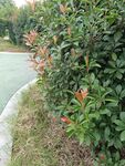 路边繁茂绿植景观