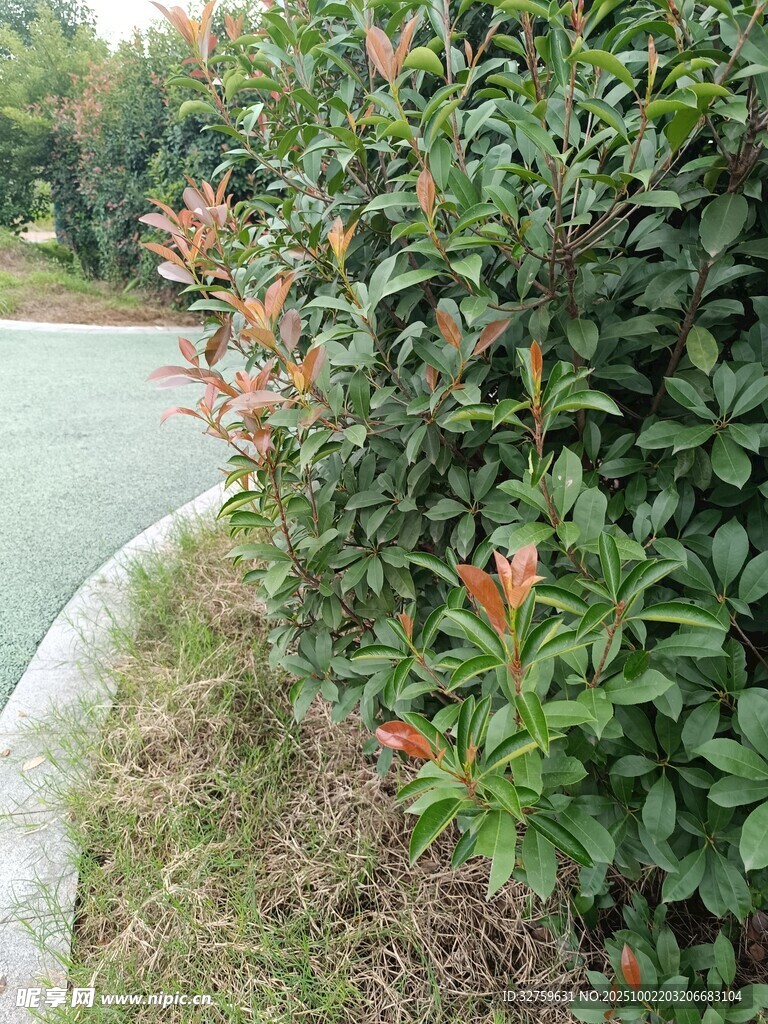 路边繁茂绿植景观