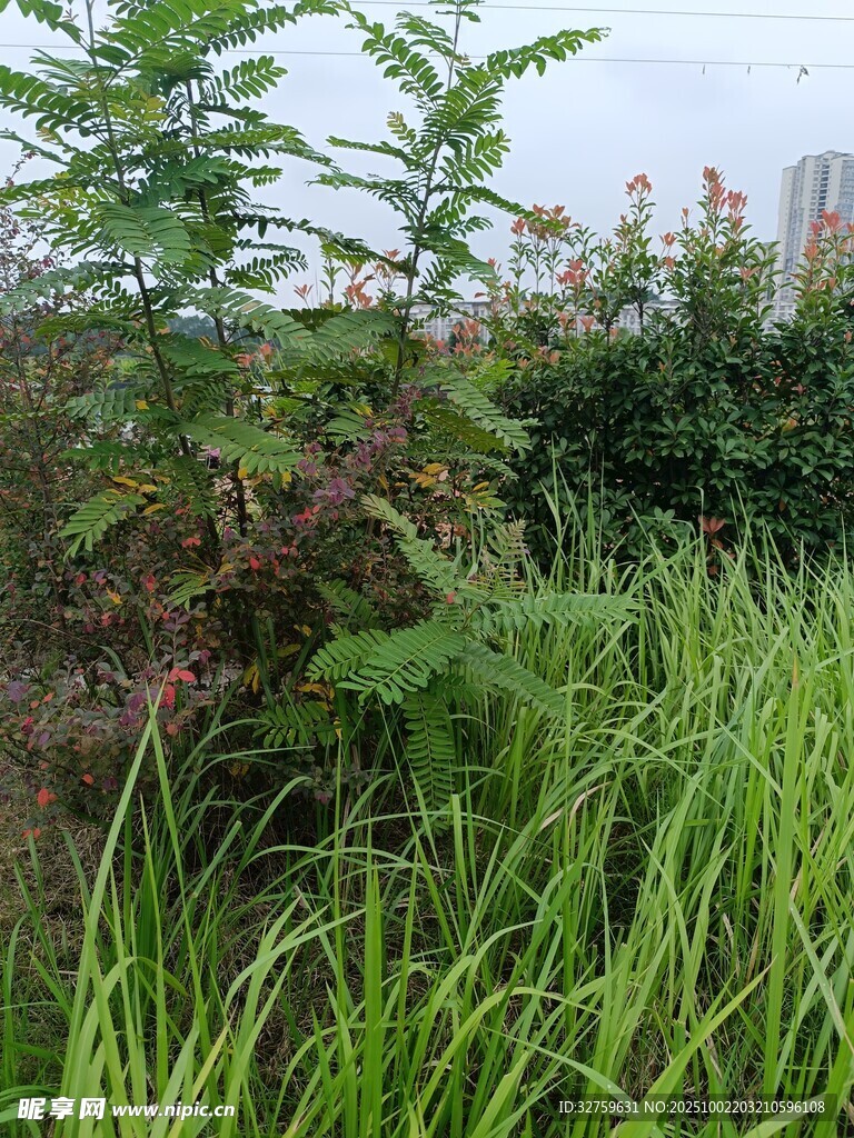 野外繁茂绿植景观