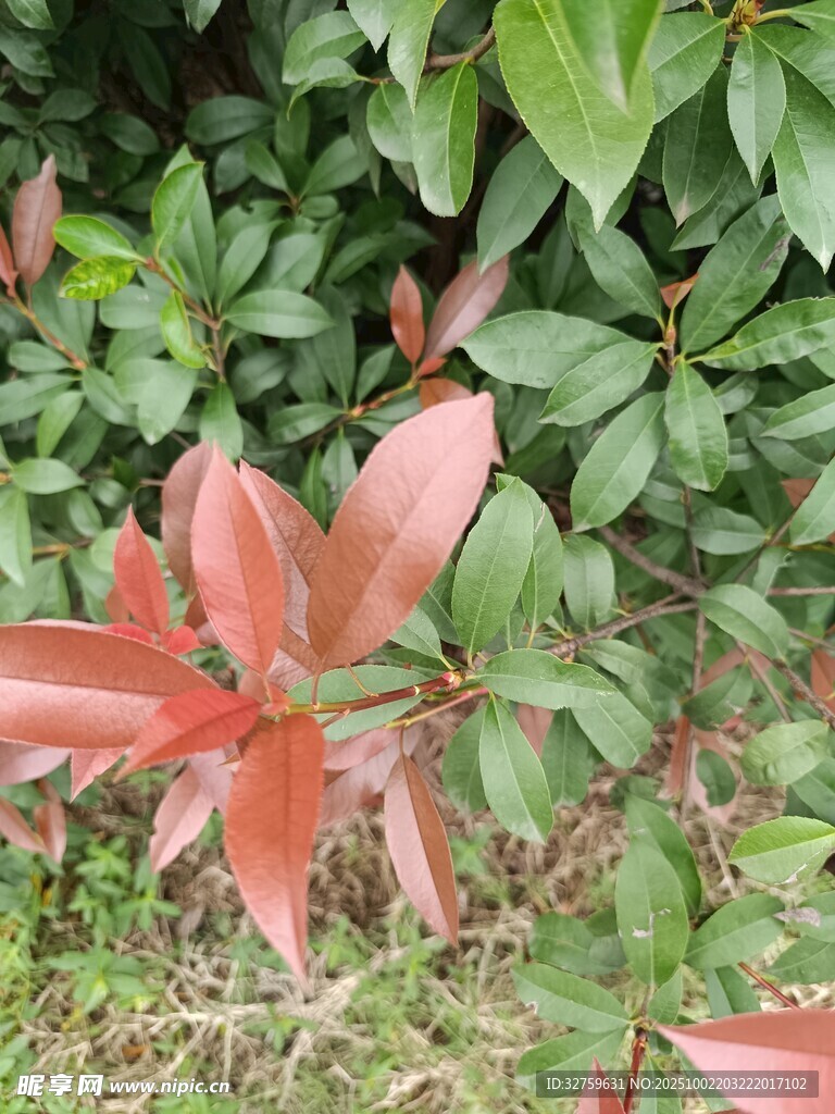 红叶植物绽放于绿叶间