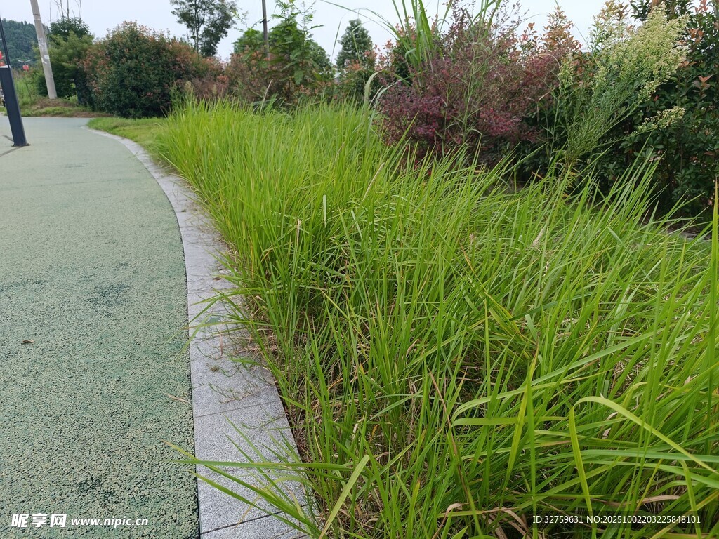 路边葱郁青草景观