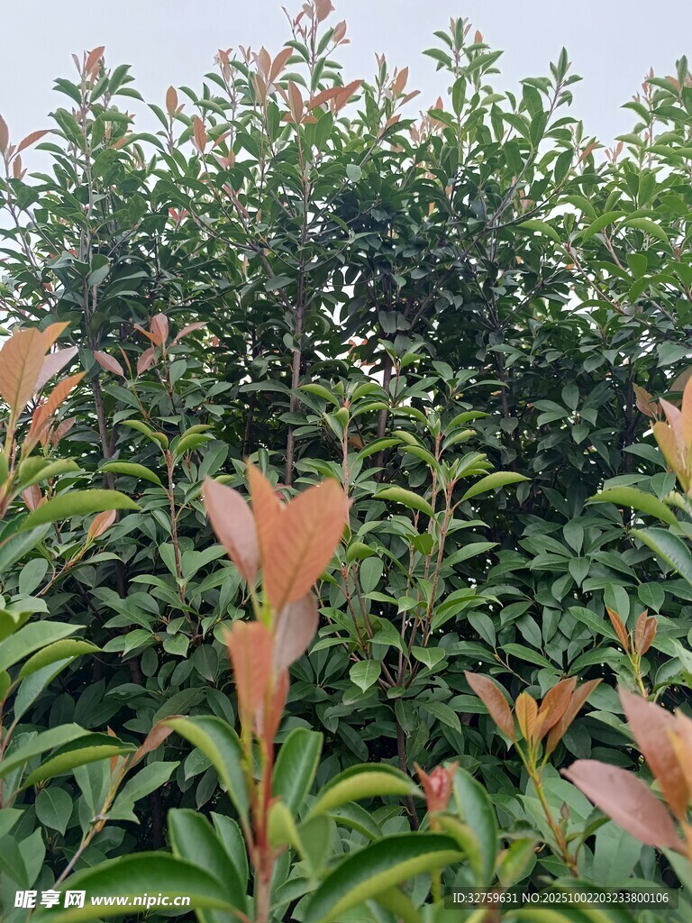 红叶绿植景观