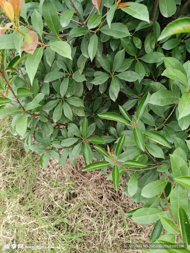 绿叶繁茂的植物景观