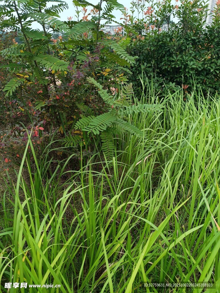 翠绿草丛中的自然景致