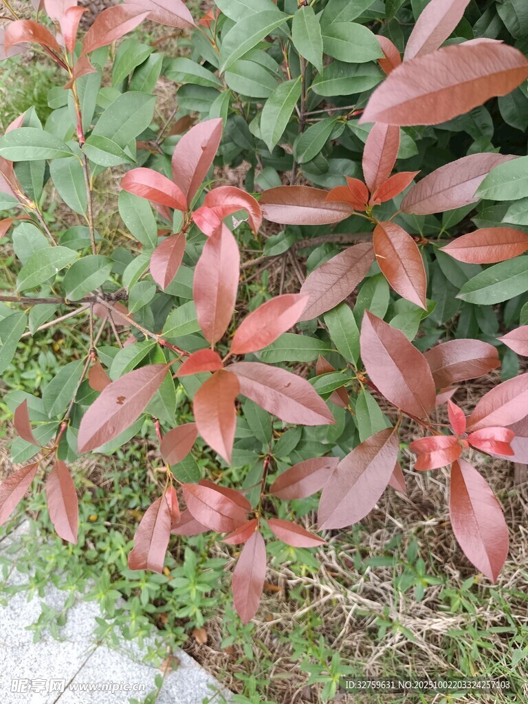 红叶绿叶交织的植物景观