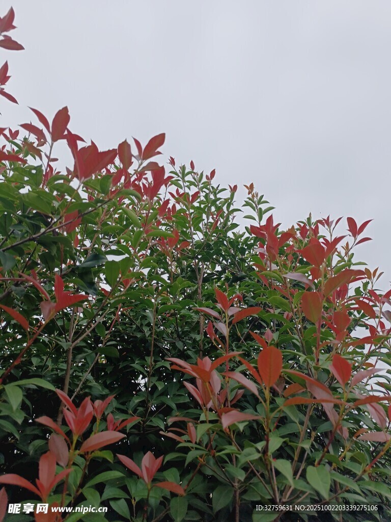 红绿叶植物景致