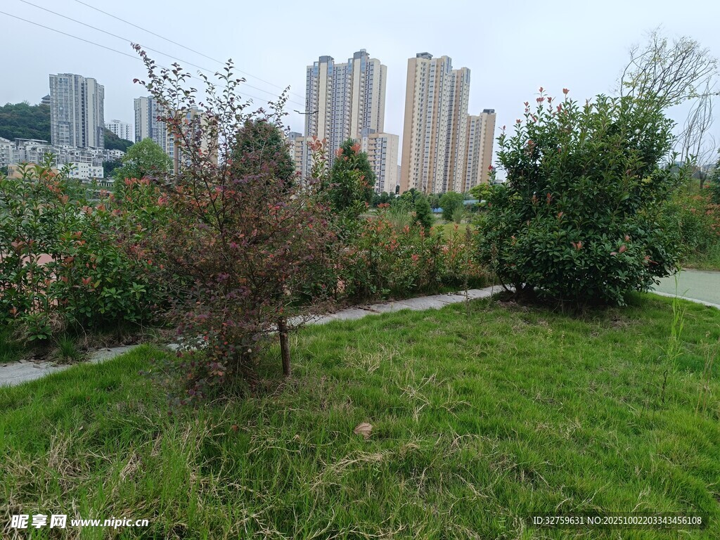 城市绿地中的绿植与高楼
