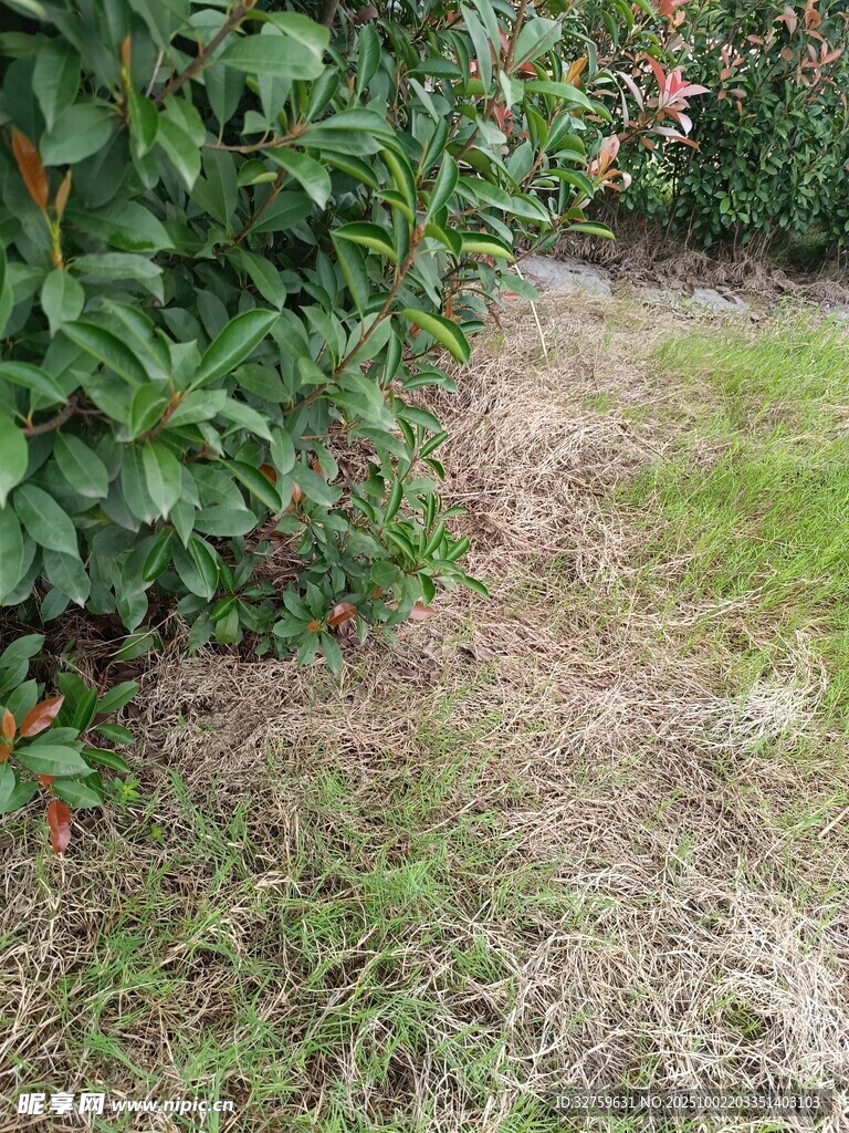 庭院中茂盛绿植与枯黄草地