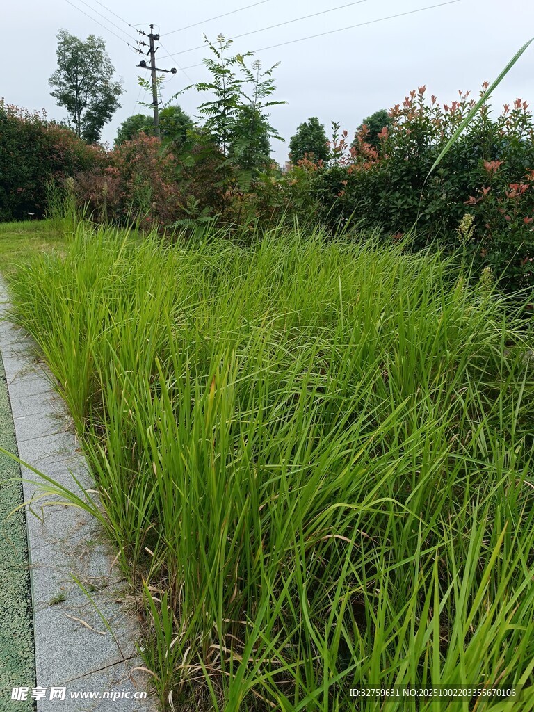路边葱郁青草景观