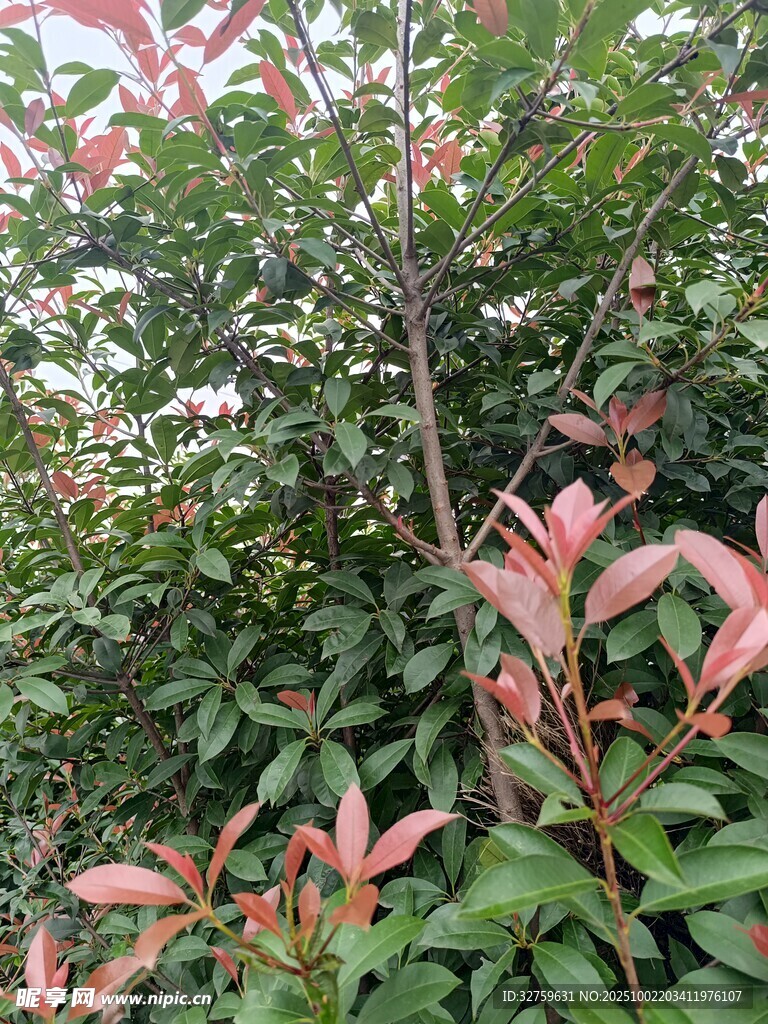 红叶绿植景观