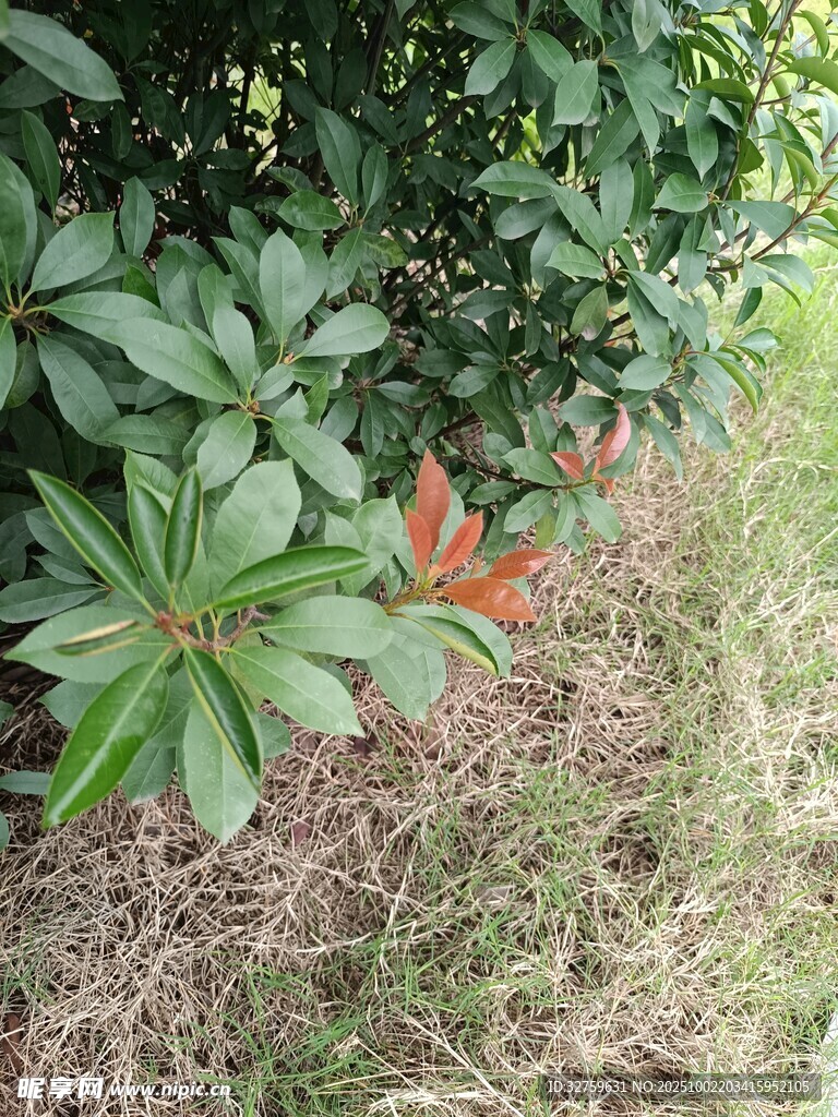 绿叶间的一抹红