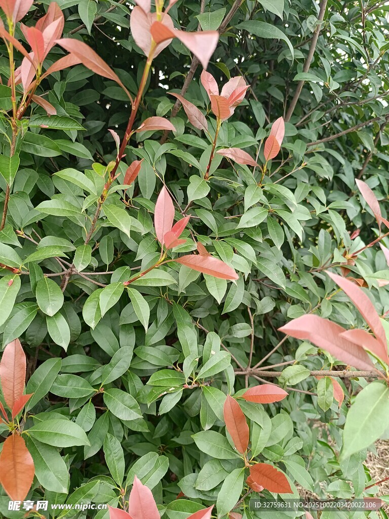 红叶绿叶交织的植物景观