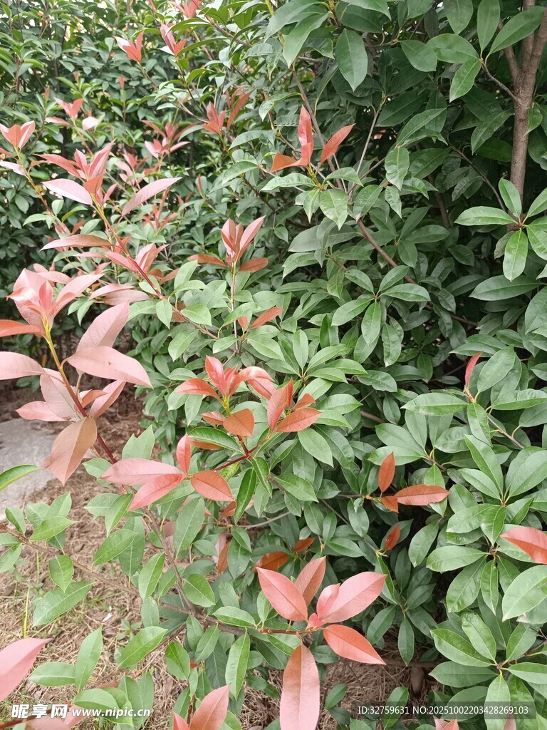红叶绿叶交织的植物景观