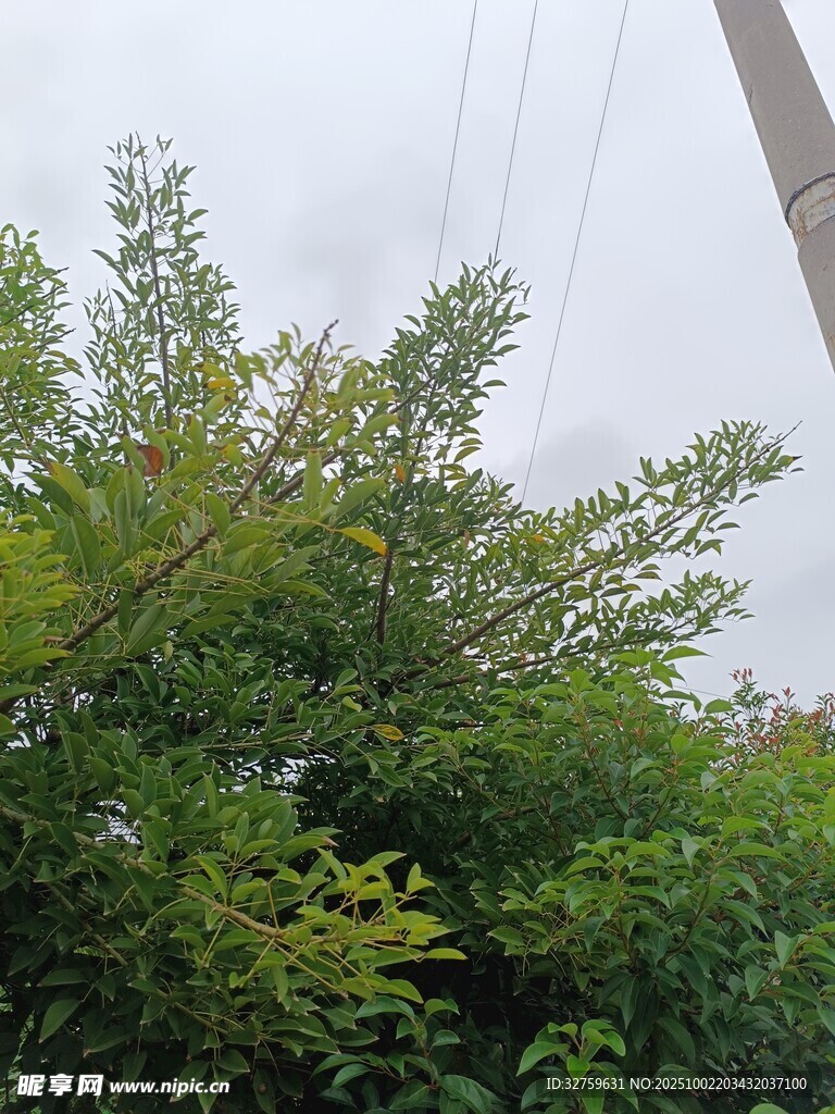 绿树环绕中的电线杆