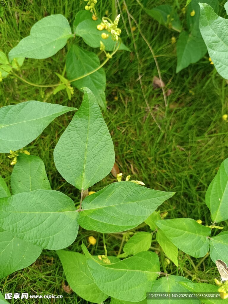 绿叶植物特写