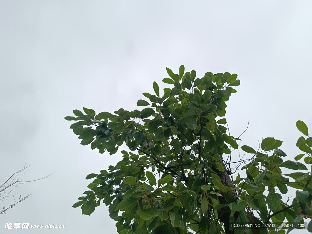 绿叶繁茂的树冠