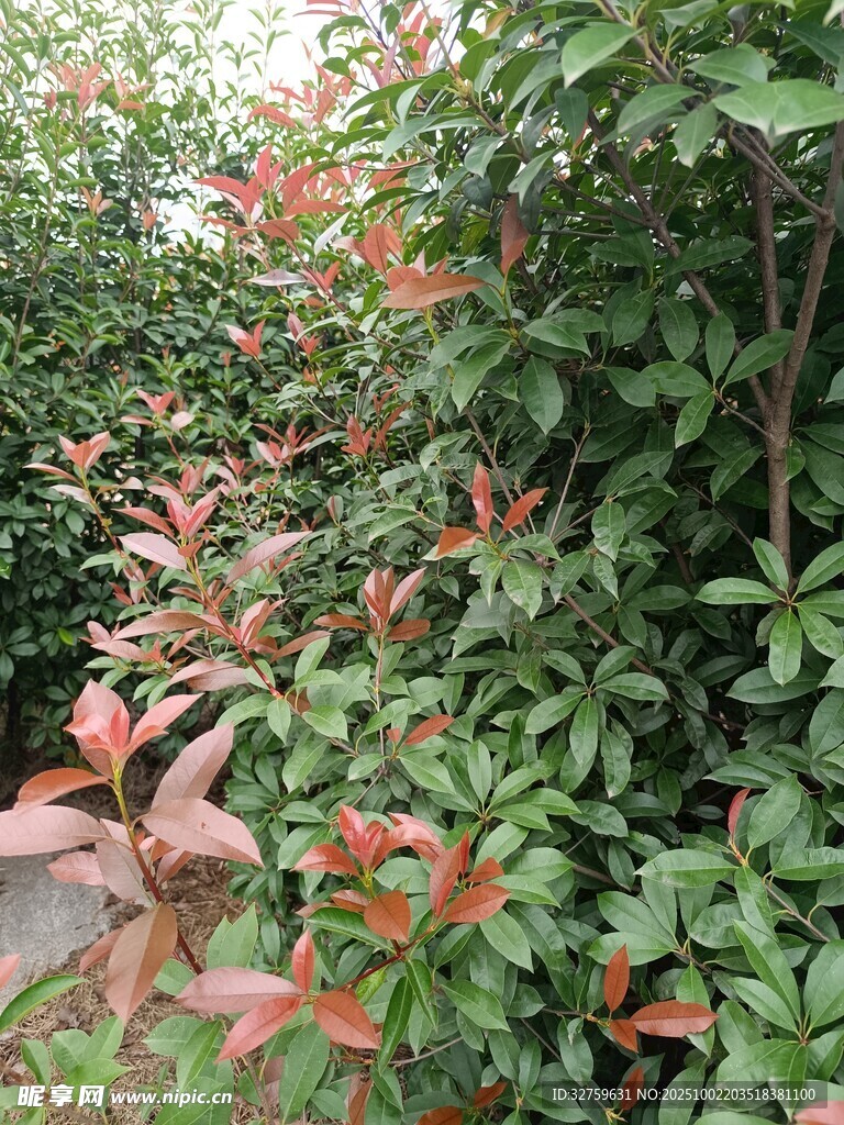 红叶绿植相映成趣