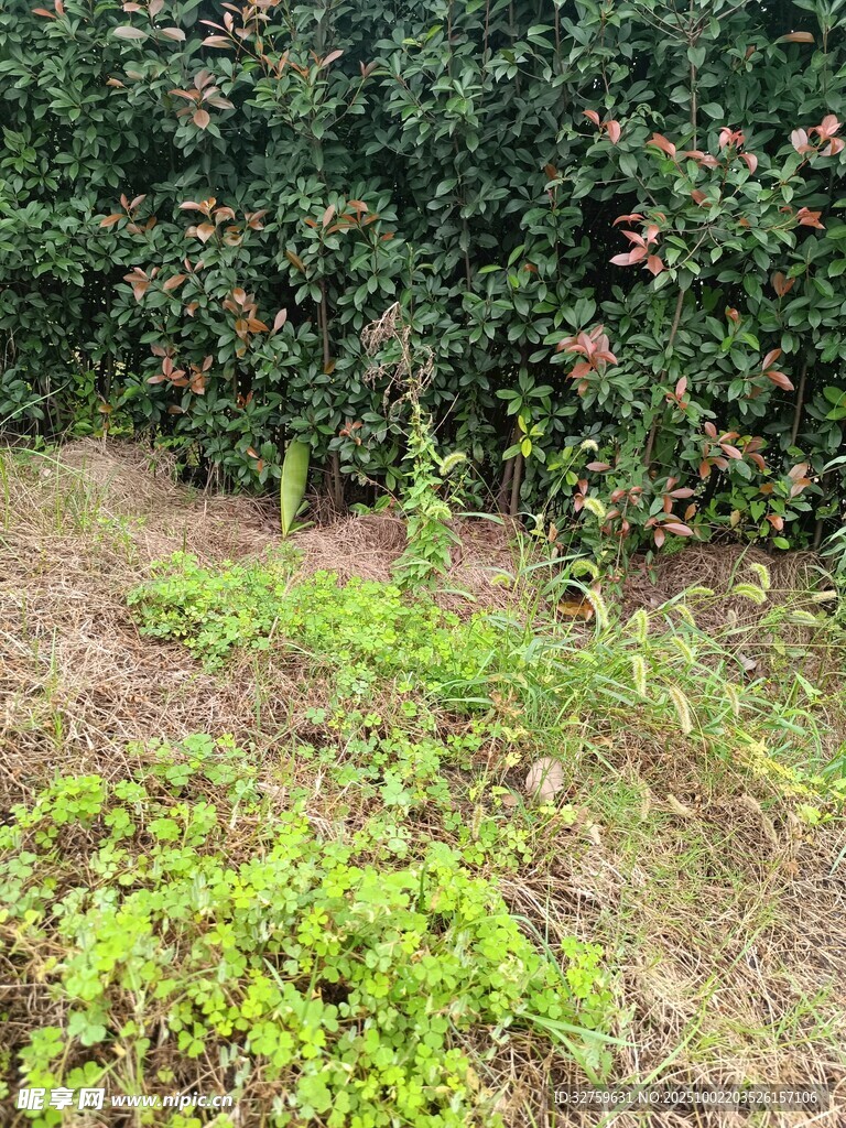 果园绿植与果树景象