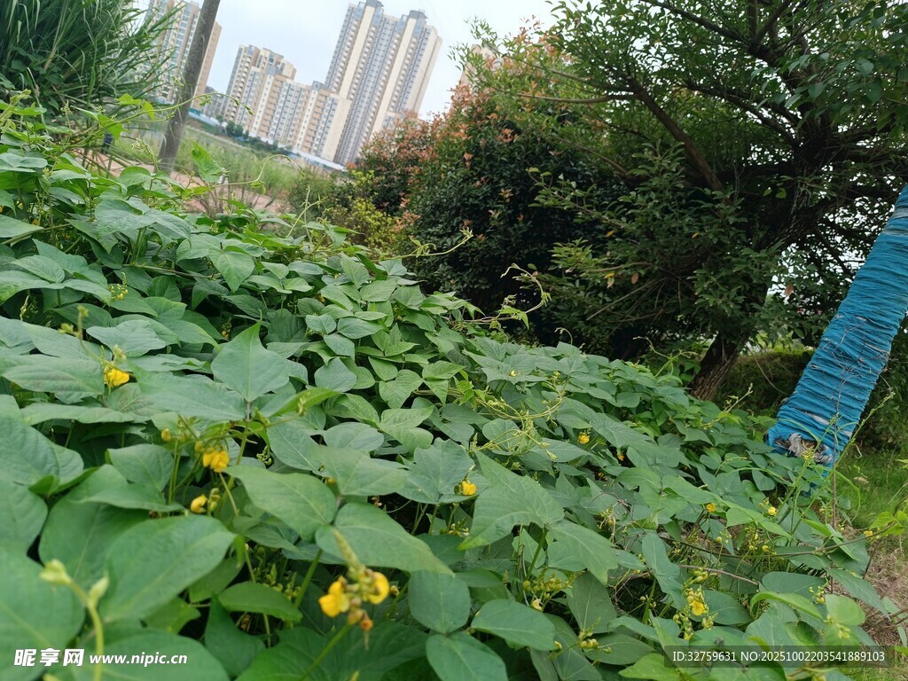 绿叶黄花的蓬勃植物景观