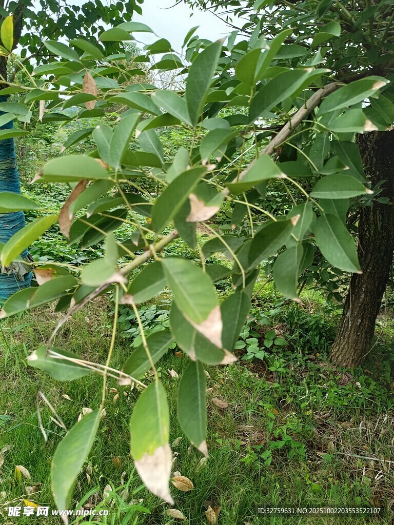 绿叶繁茂的植物枝条