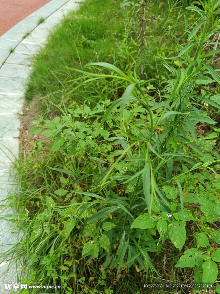 路边翠绿繁茂的野草