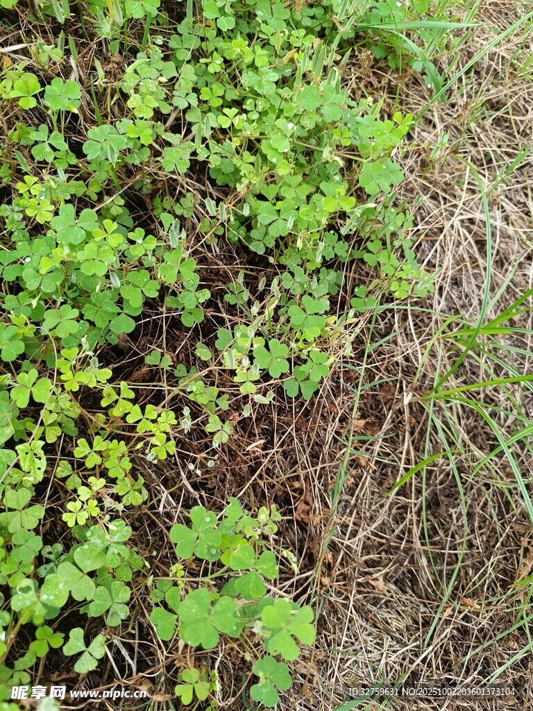 地面绿植与枯草景象