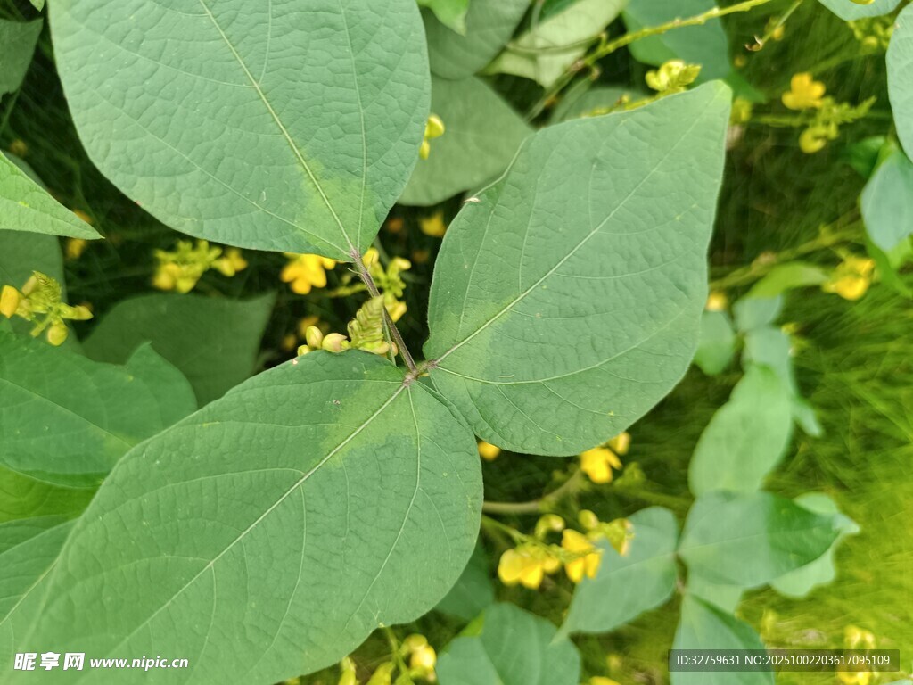 绿叶间的黄色小花
