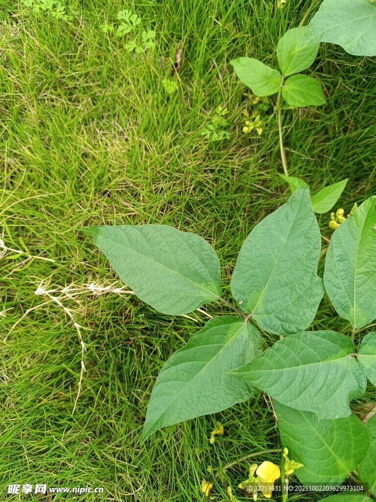 草地上的绿色植物与小花