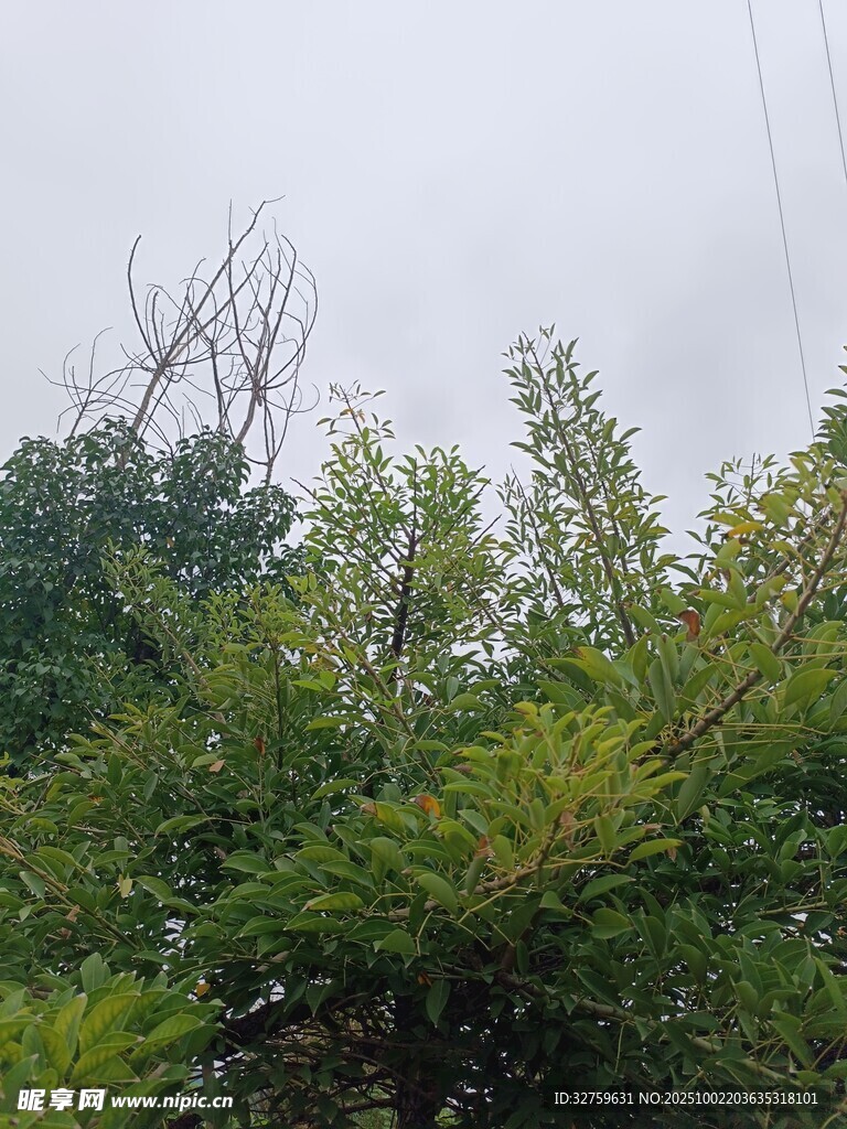 绿意盎然的树梢景色