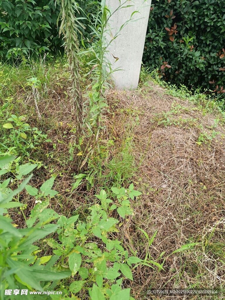 户外草地旁的绿植景象