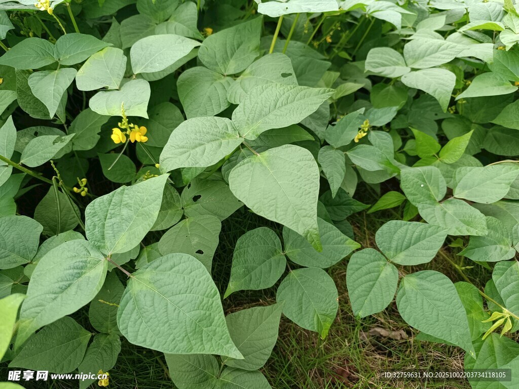 绿叶间的黄豆植株