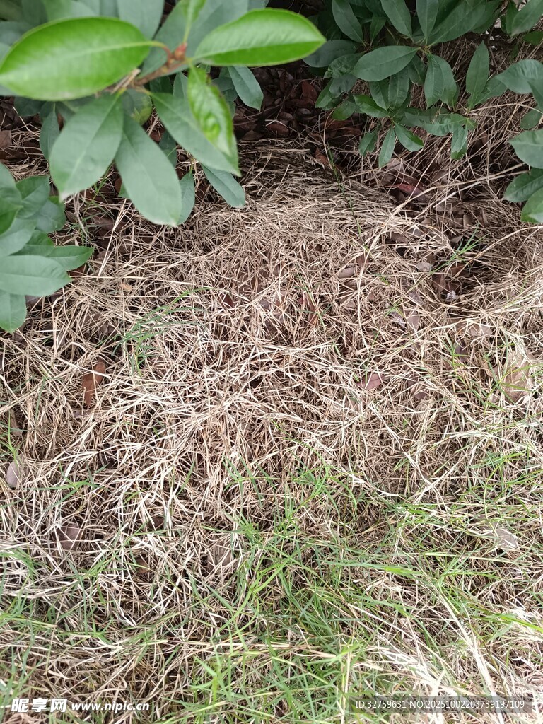 地面杂乱枯草与绿植