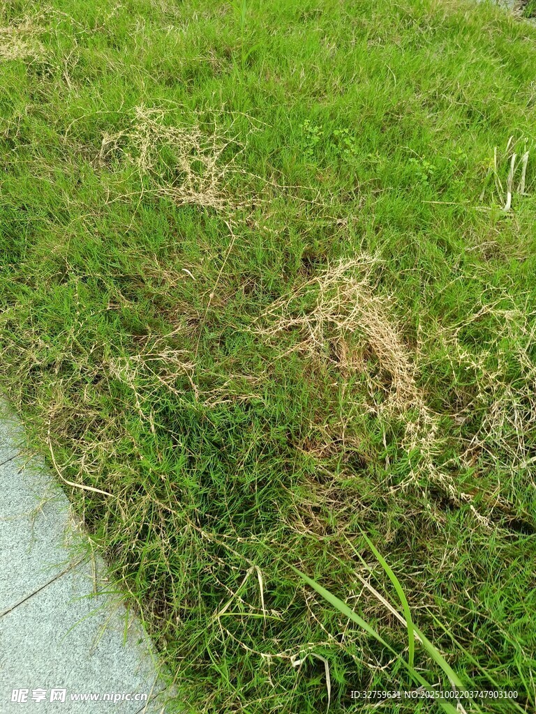 路边嫩绿草地景象
