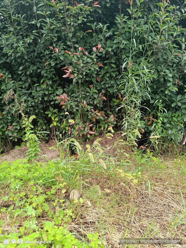 野外绿植繁茂景象