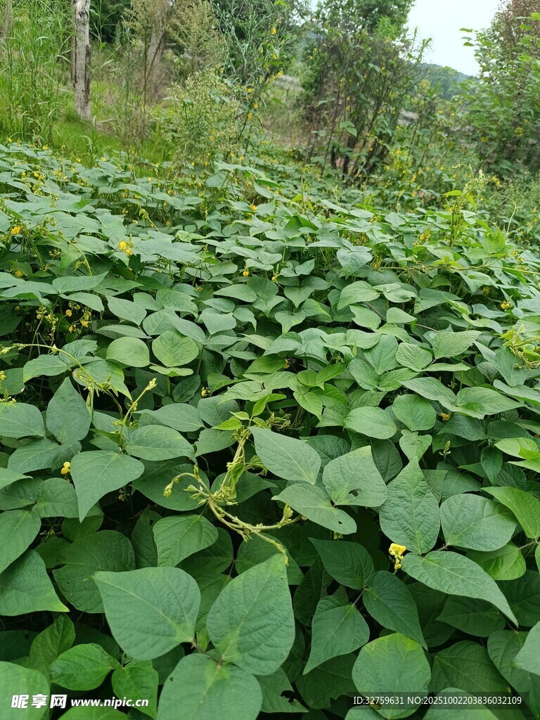 绿叶繁茂的红薯种植地