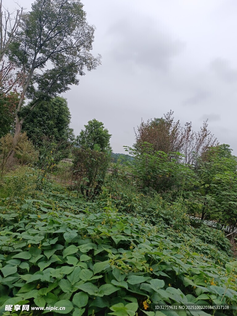 绿意盎然的野外植物景观