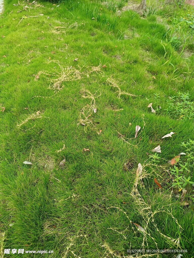 翠绿草地