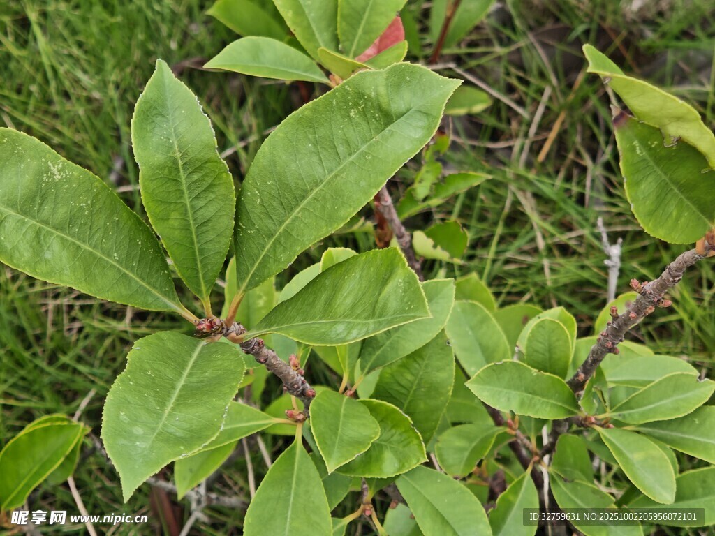 绿叶繁茂的植物特写