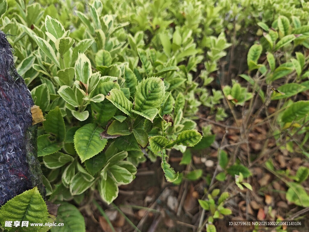 绿叶植物近景特写