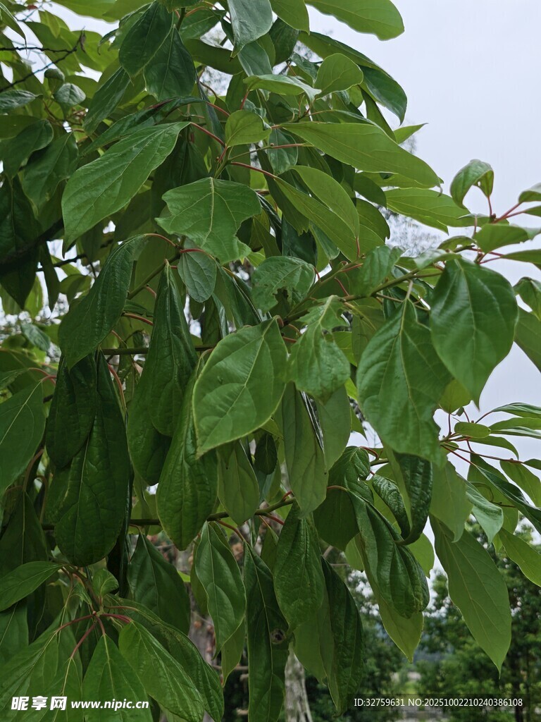 绿叶繁茂的树木景象