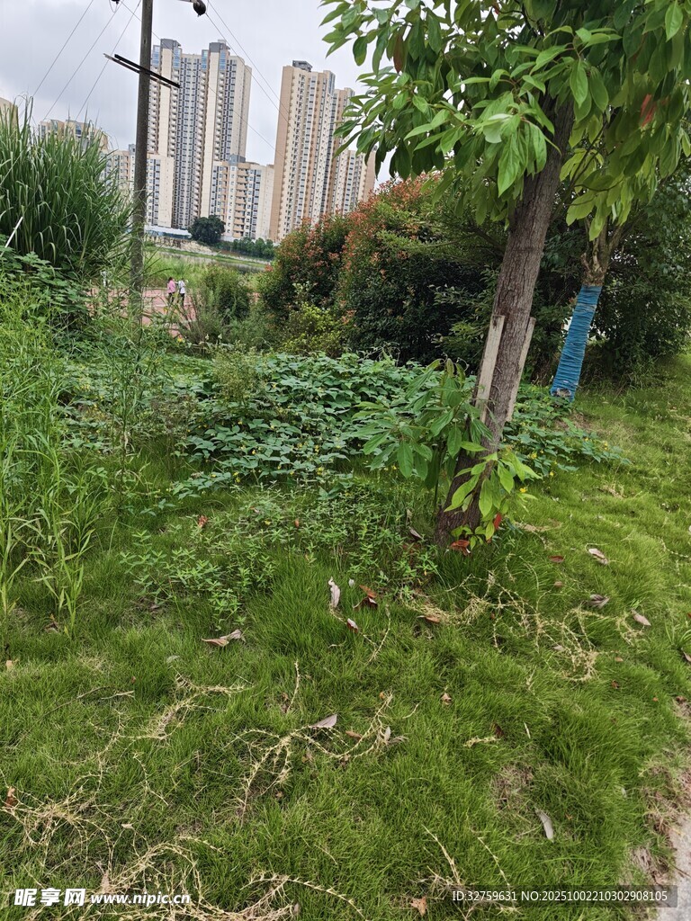 城市中的一隅绿植景观