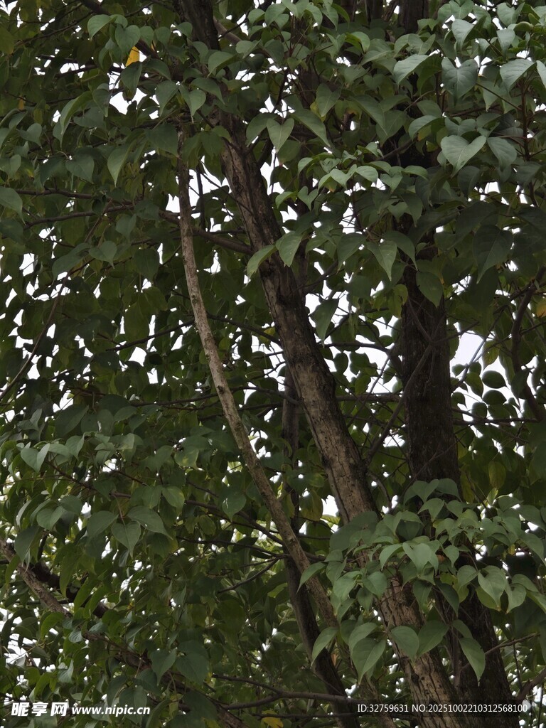 茂密树林中的繁茂枝叶