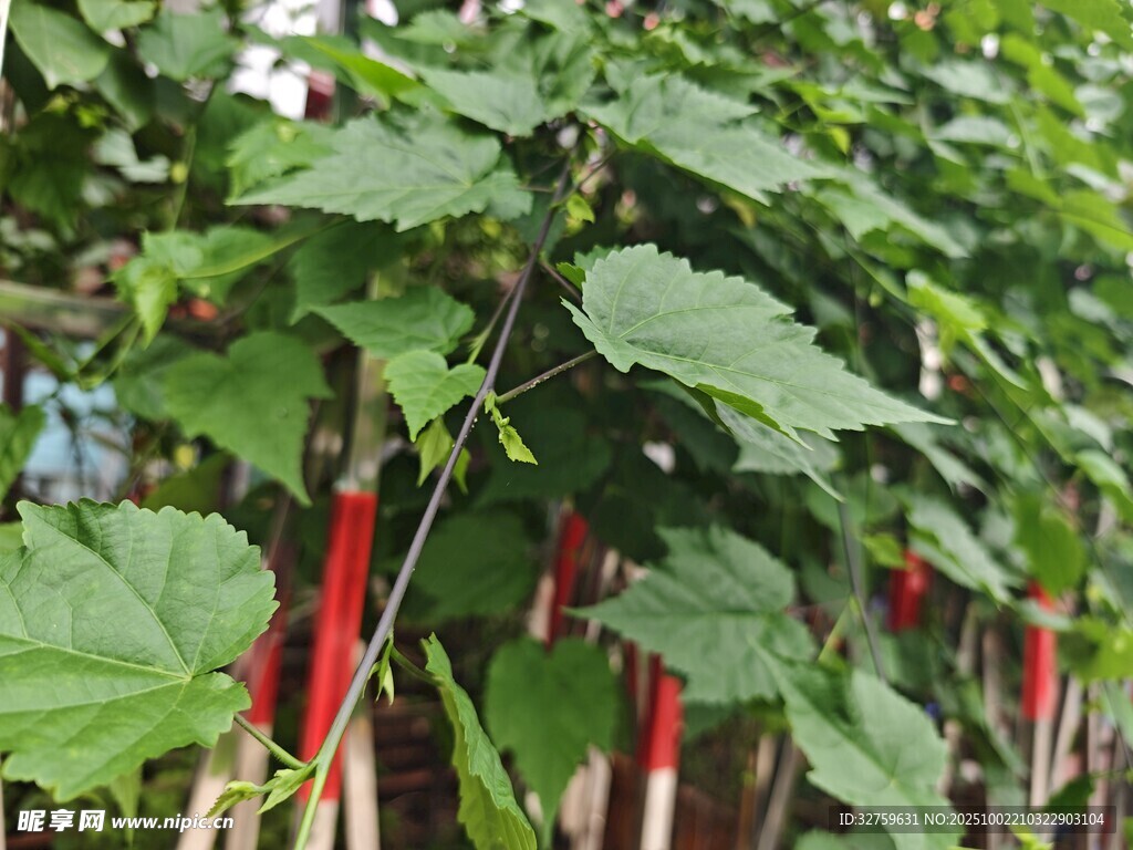 绿叶藤蔓下的红杆植物