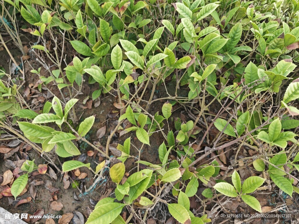 嫩绿植物丛