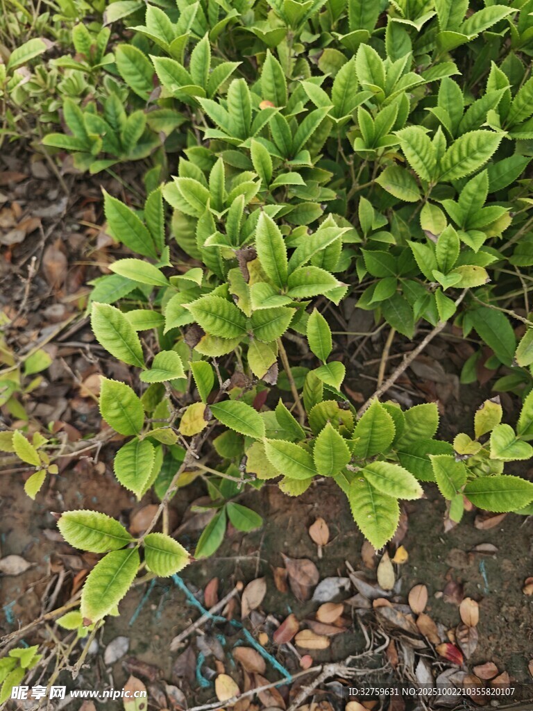绿叶繁茂的地面植物景观