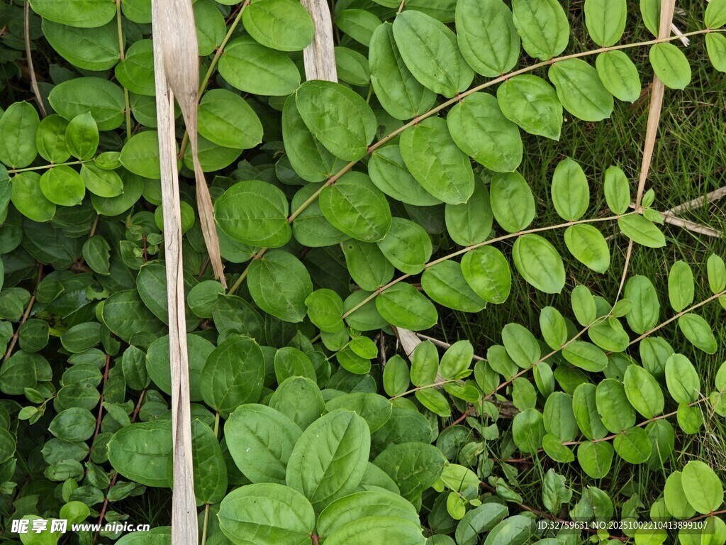 翠绿繁茂的植物群落