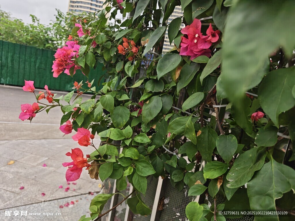 攀墙绽放的艳丽三角梅