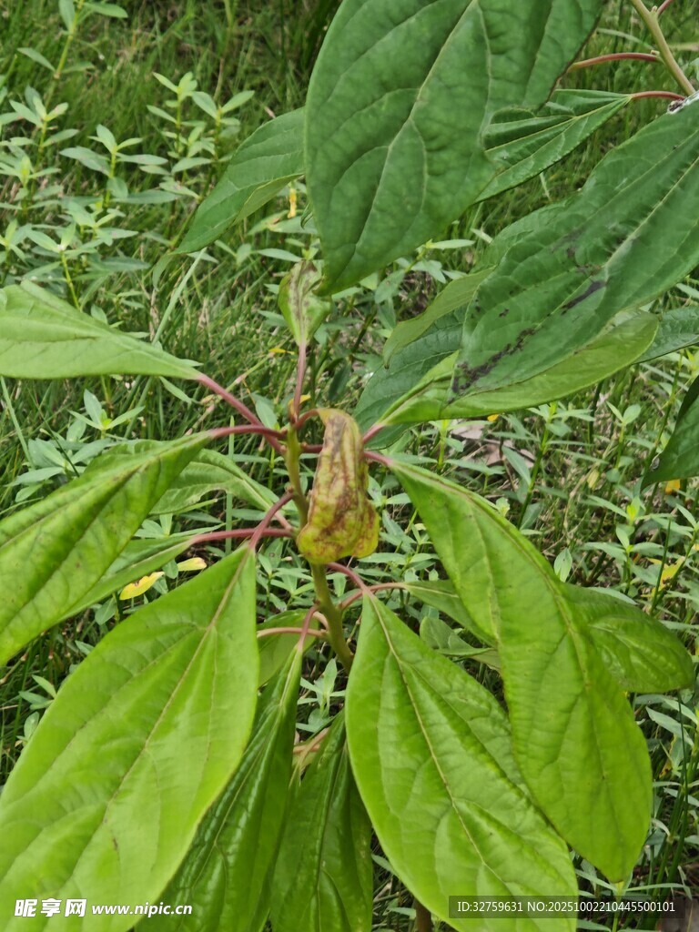 绿叶间的植物特写