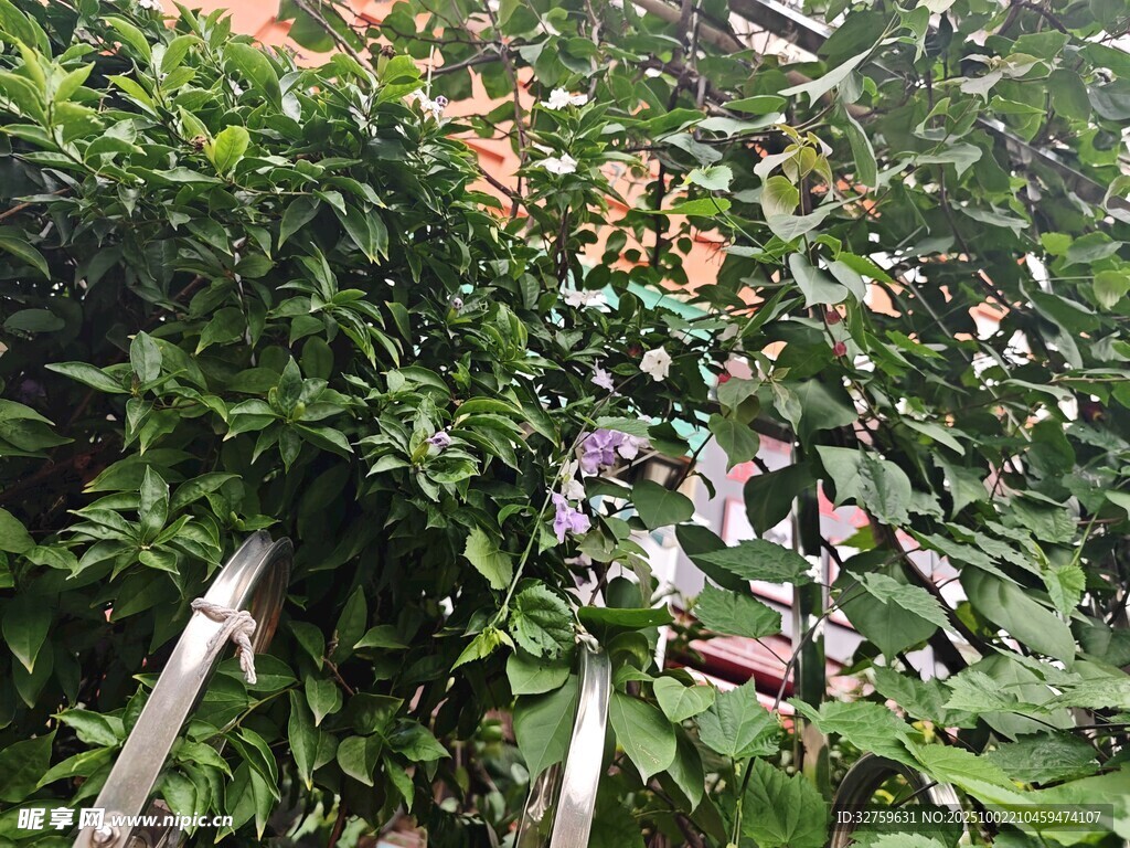繁茂绿植间的隐秘景象
