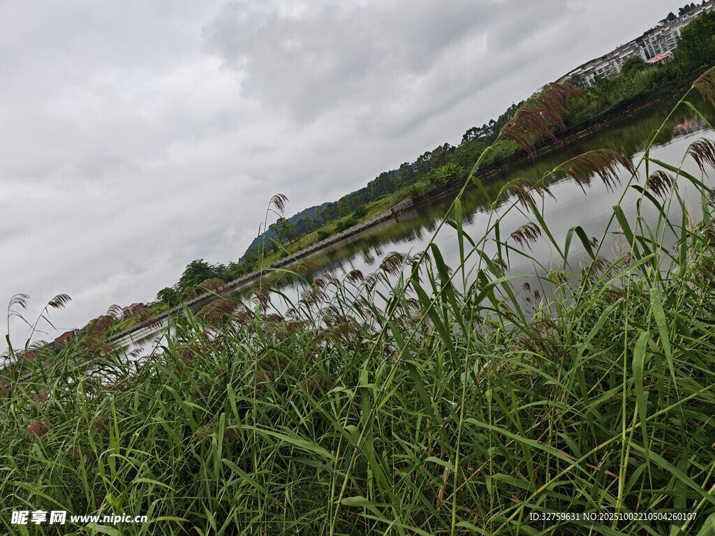 湖畔芦苇景观